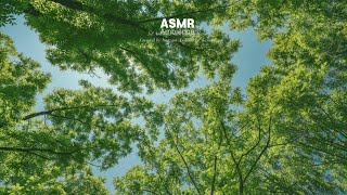 나뭇잎의 소란 ASMR