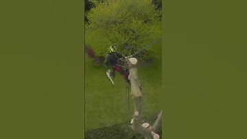 Chogging! Ash removal (Ganoderma) #arborist #treework #arbortec #chainsaw