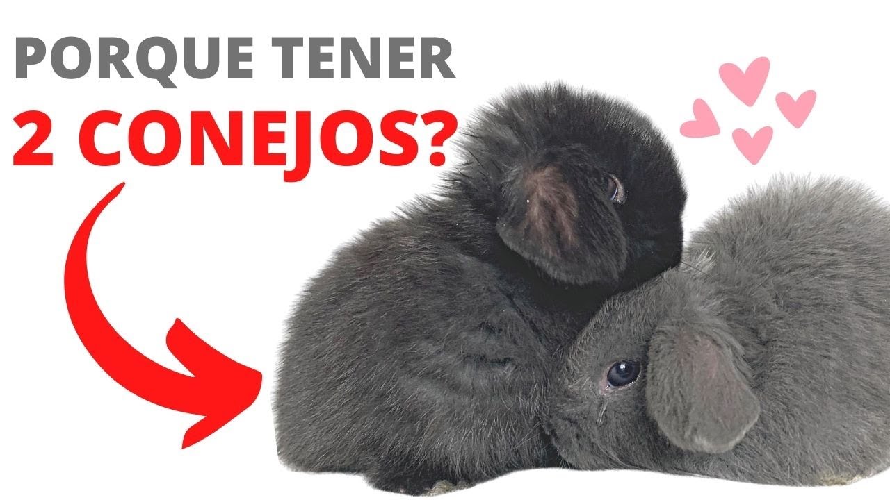 Porque Deberías Tener Dos CONEJOS En CASA Si o Si