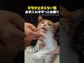 文句が止まらない猫 お手入れ中ずっとお喋りのサムネイル