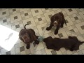 Field Spaniel Puppies beim Spiel 1 の動画、YouTube動画。