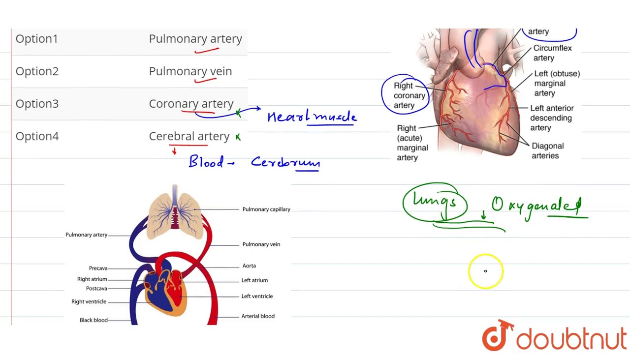 Which vessel carries most oxygenated blood `` YouTube