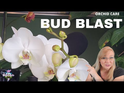 วีดีโอ: Orchid Bud Blast Information - อะไรคือสาเหตุของ Orchid Bud Blast