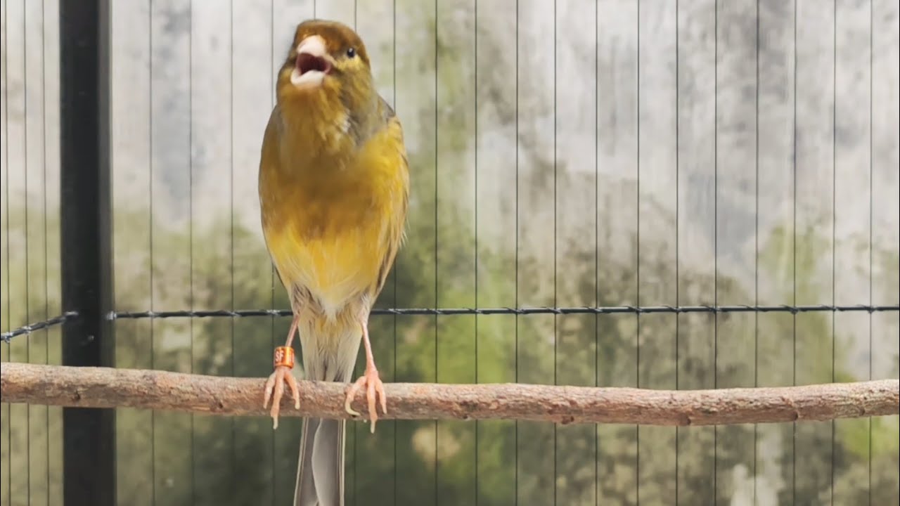 Long and diligent canary sound lure - the art of the beauty of green canaries