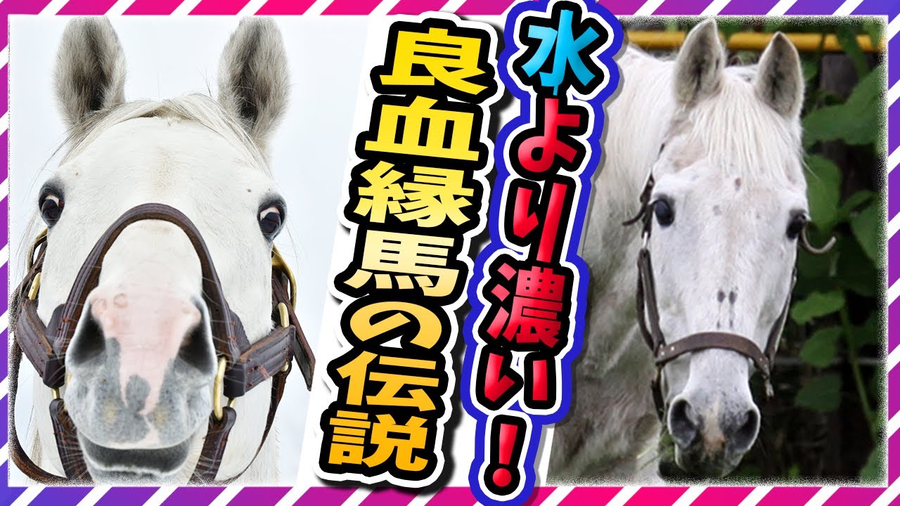 ウマ娘 ゴルシこそが日本の至宝だ 良血縁馬 第１弾 メジロマックイーン ゴールドシップ ゆっくり解説 Youtube