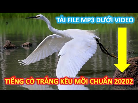 Video Tiếng Cò Trắng Kêu Mồi Chuẩn 2020 - youtube