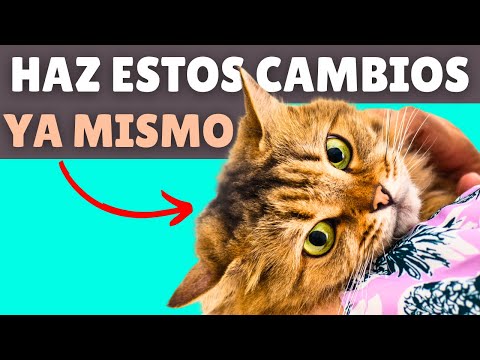 TRANSFORMA la vida de tu gato ➡️ 9 CAMBIOS DIARIOS que necesitas implementar hqdefault