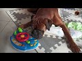 Boxer dog and his human sister's toy