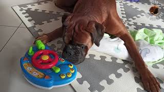 Boxer dog and his human sister's toy by Dilon the boxer dog 4,651 views 3 years ago 1 minute, 18 seconds