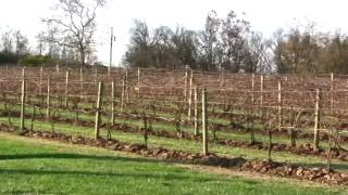 Equus Run Vineyards Beautiful!!!!!