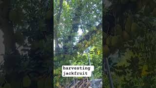 harvesting jackfruit #jackfruit #fruit #trendingshorts #shortsfeed #shortviral #countryside