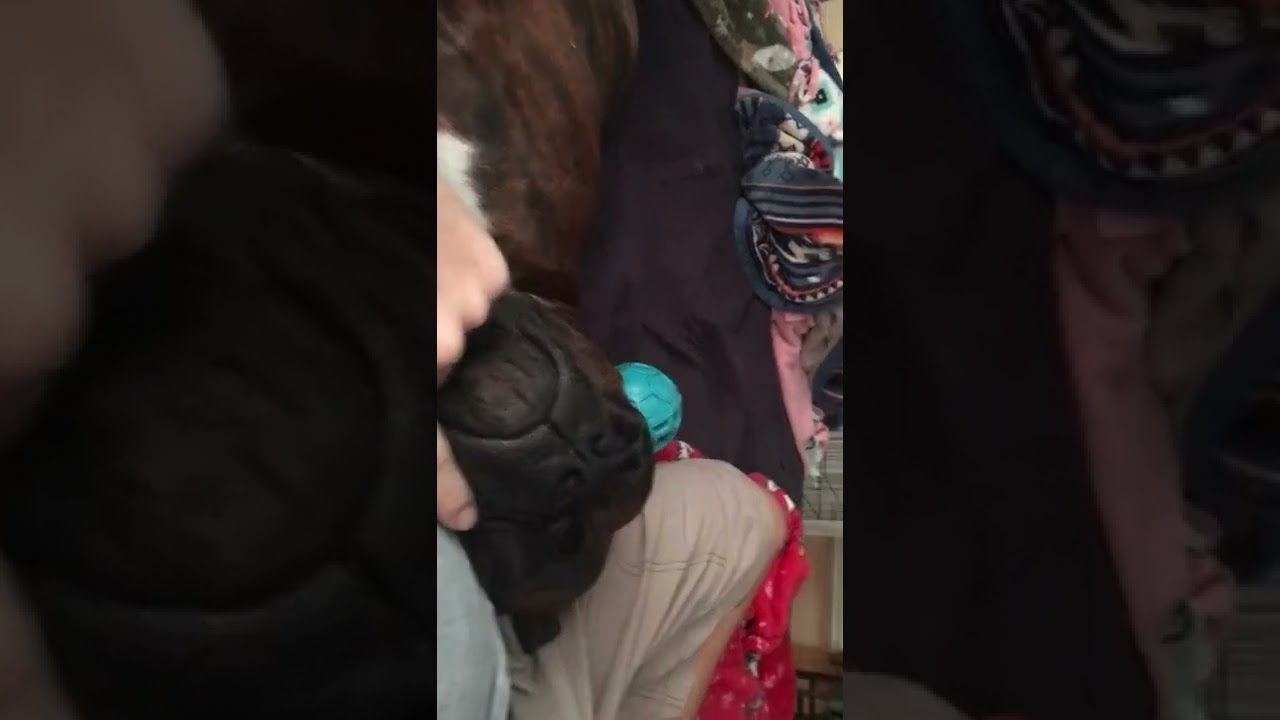 Zeus the Boxer snoring again!