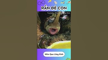 Rắn mà đẻ con thì sẽ trông ra sao ? #dongvat  #khampha  #kienthuc