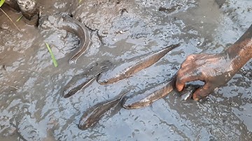 Bắt cá rô, cá lóc ngoài ruộng lúa cạn nước | catching fish in the countryside in Vietnam