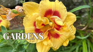 BEAUTIFUL New England Summer Flower Garden Tour 2025