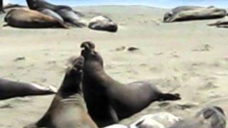 Elephant Seal Jerk