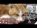 電柱の下に倒れていた盲目の猫…