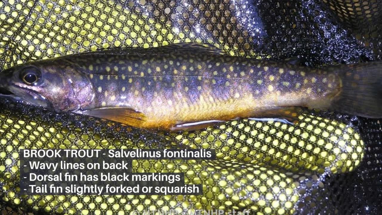 Fish species found in Montana's Big Hole River