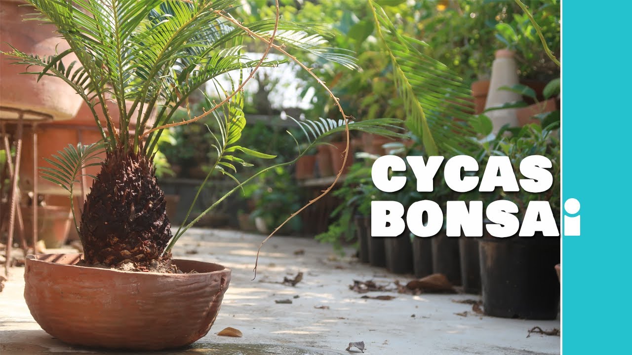 yixing bonsai Willow Leaf Ficus in a Yixing Container