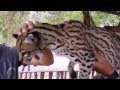 O faísca - Jaguatirica - Leopardus pardalis