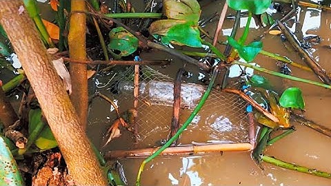 Thăm Lờ Cá Không Mồi Dinh Toàn Cá Lóc  - Truyền Miền Tây