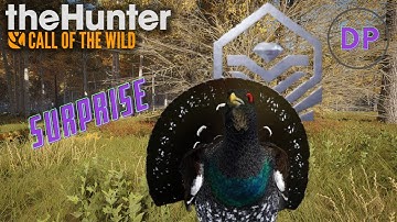 Surprise Diamond Western Capercaillie - theHunter Call of the Wild Revontuli Coast