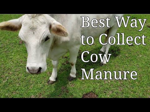 Best Way To Collect Cow Manure Youtube