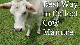 Best Way to Collect Cow Manure