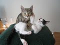 Kitten Massage Therapy