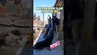 A seal pose for group selfie in Cape Town capetown travel