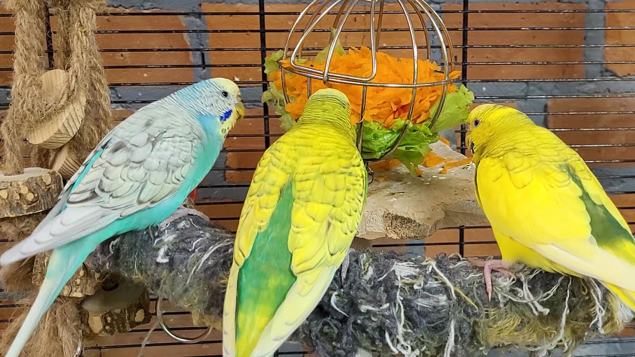 7 hours of relaxing budgie parakeet sounds