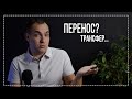 Что такое перенос в психологии? Нарциссический перенос.  Эротический перенос. Бессознательное