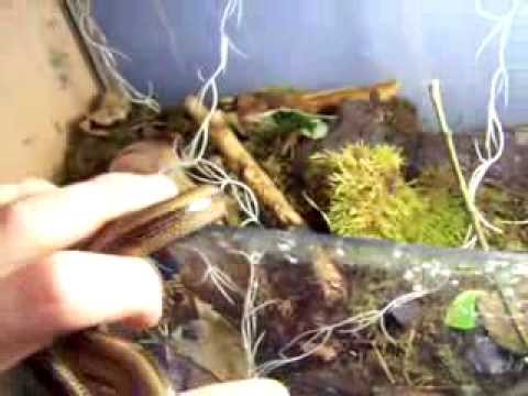 snake oil little look at the animals