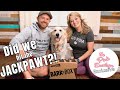 New barkbox review  dog subscription box  treat your pets with something special