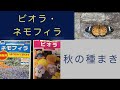 【簡単ガーデニング】ビオラ/ ポットに種植え/ ネモフィラ/ 花壇直に種植え