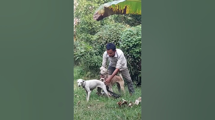 Meet Top Dog Breeders
