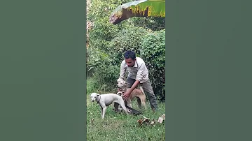 Meet Top Dog Breeders 