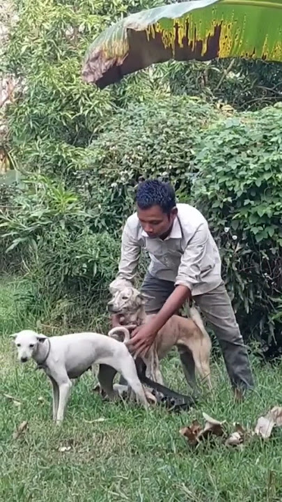 Meet Top Dog Breeders