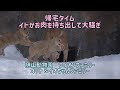 旭山動物園　帰宅タイム　イトがお肉を持ち出し大騒ぎ　オリト＆イオちゃんファミリー　ライオンファミリー
