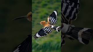 Most Beautiful Bird in the World | Rare Stunning Bird Video #birds #viralvideo