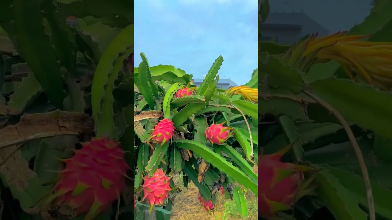 The Cactus Treasure of the Tropics! 🐉🍈 