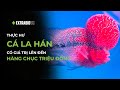 CÁ CHUYỆN | THỰC HƯ CÁ LA HÁN CÓ GIÁ TRỊ LÊN ĐẾN HÀNG CHỤC TRIỆU ĐỒNG