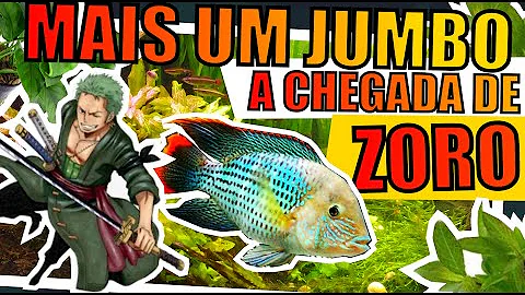 O que o aquário falou para o peixe?