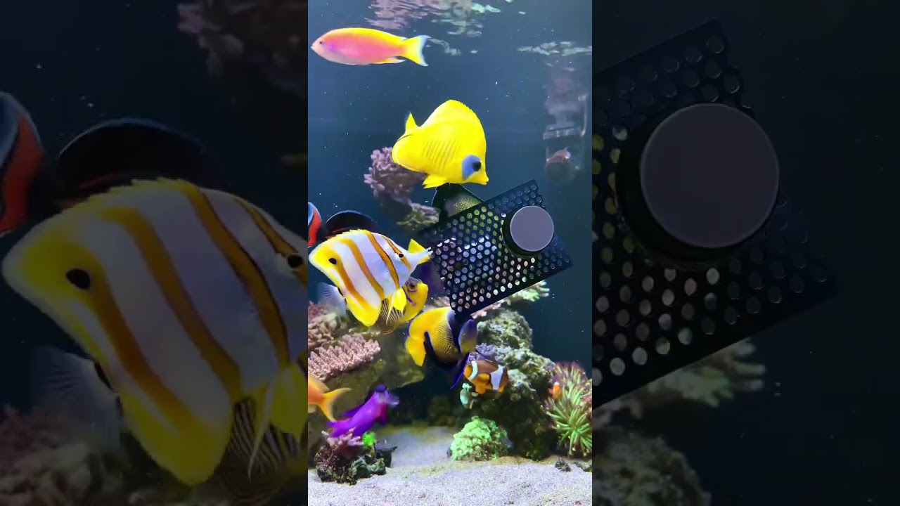 Feeding the angel and butterflyfish 😜😋 