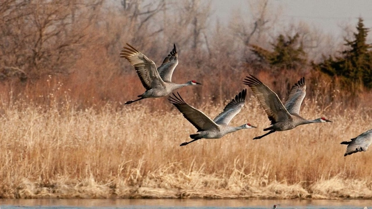 Sandhill Crane Migration, Nebraska 2019