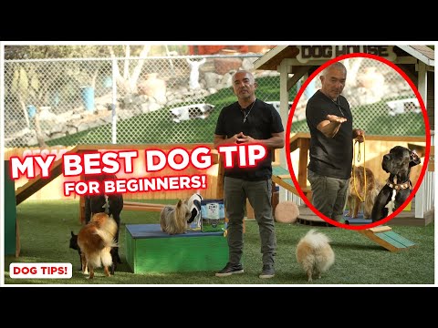 Video: Tipy pro výběr Pit Bull Puppy