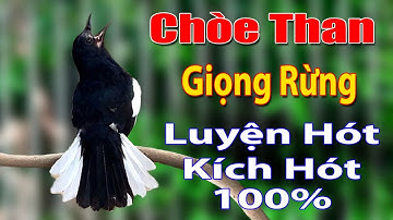 Chòe Than Hót Chuẩn GIỌNG NÚI RỪNG Kích Chòe Than Hót Đấu Luyện Choè than HÓT HAY choe than#choethan