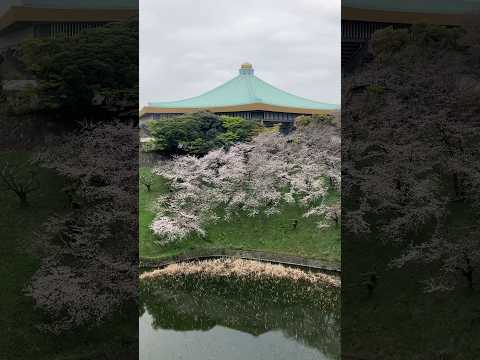 桜の季節 九段会館テラス 屋上庭園からの景色