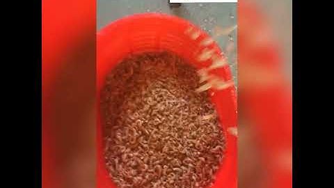 Shrimp Sorting Machine - Origin