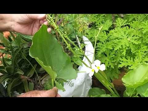 Vídeo: Graciós Echinodorus De Fulla Estreta